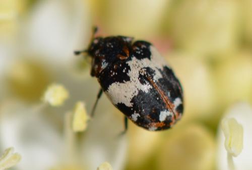 Anthrenus pimpinellae